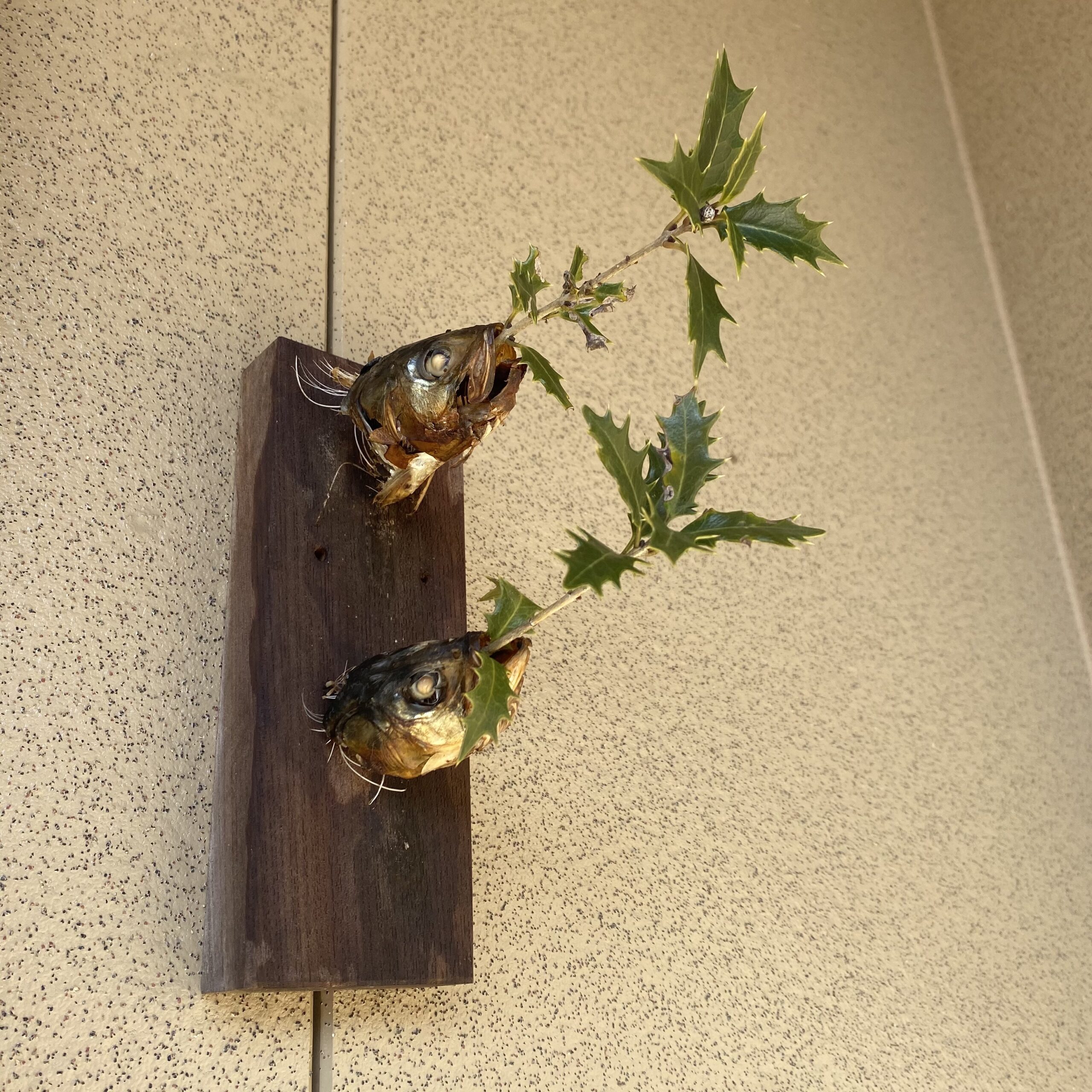 柊鰯（ヒイラギイワシ）が飾ってある