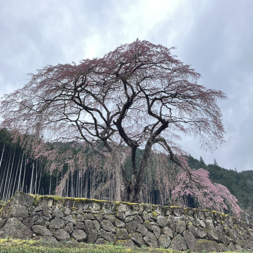 水戸野のシダレザクラ