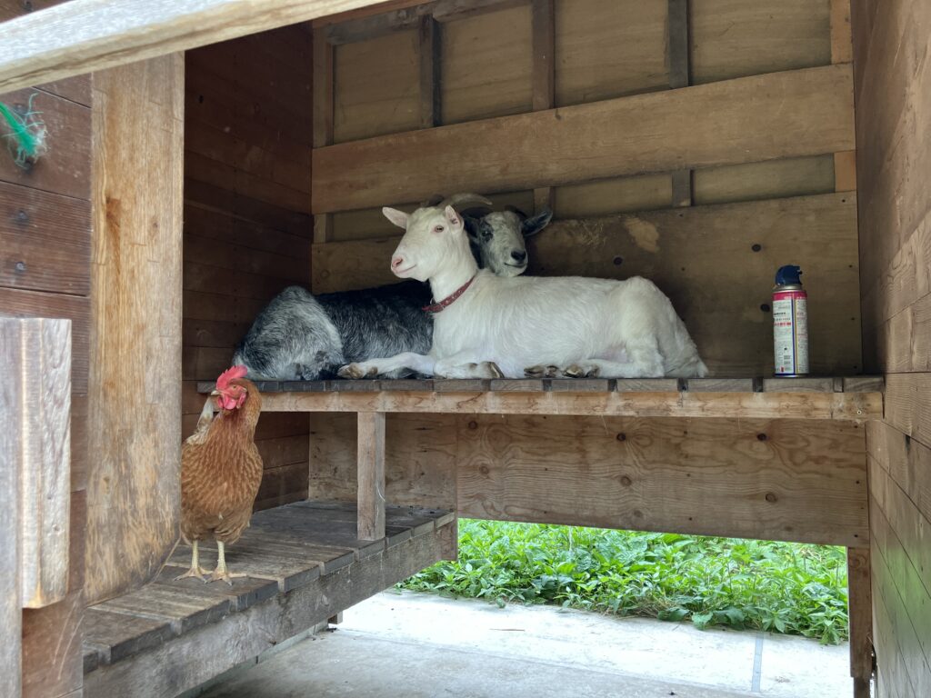 山羊とニワトリ